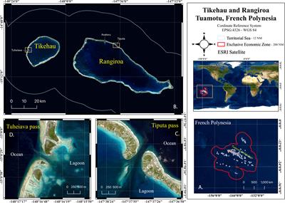 First insights into the population characteristics and seasonal occurrence of the great hammerhead shark, Sphyrna mokarran (Rüppell, 1837) in the Western Tuamotu archipelago, French Polynesia